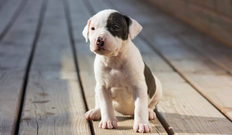 American Staffordshire Terrier Weight Chart – Size & Growth Chart