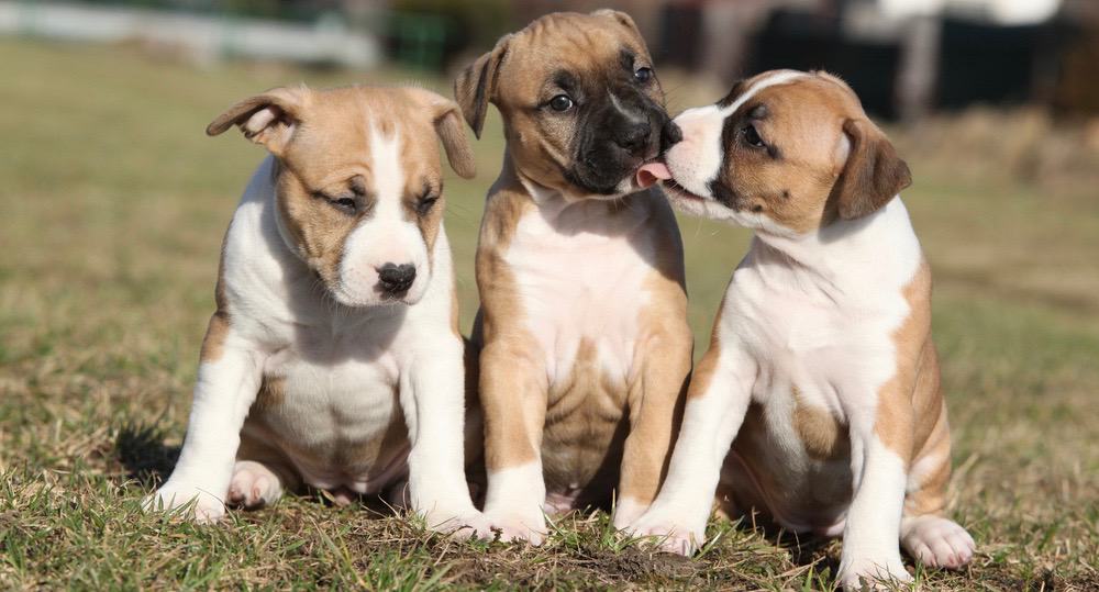 American Staffordshire Terrier Puppy Nutrition