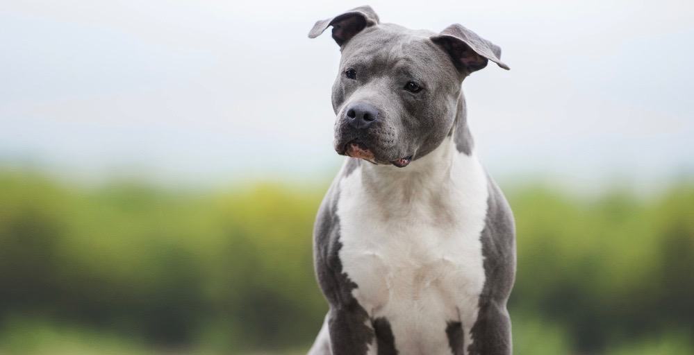 American Staffordshire Terrier Weight Chart