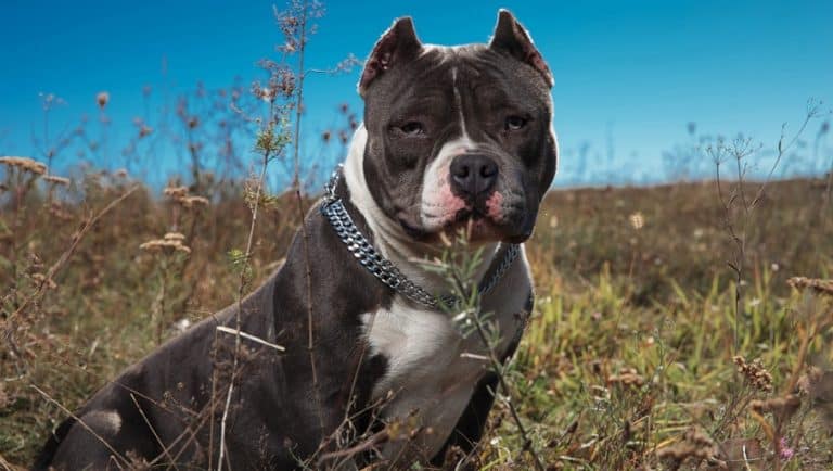 Average Price For American Bully