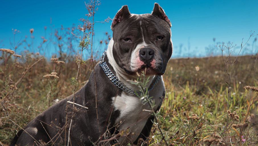 how much does an american bully dog cost