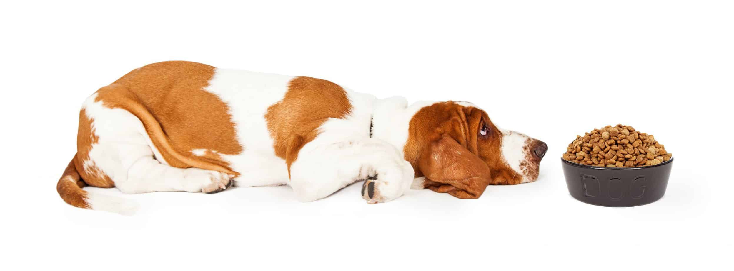 Basset Hound Nutrition