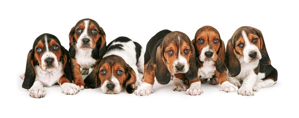 how much do female basset hounds weigh