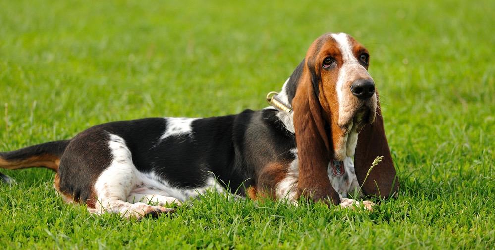 how much do female basset hounds weigh