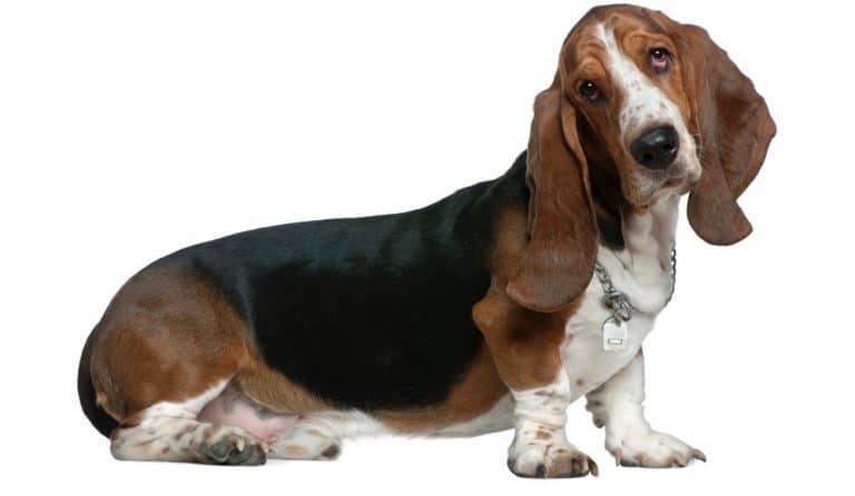 Basset Hound Weight Chart Size And Growth Chart 