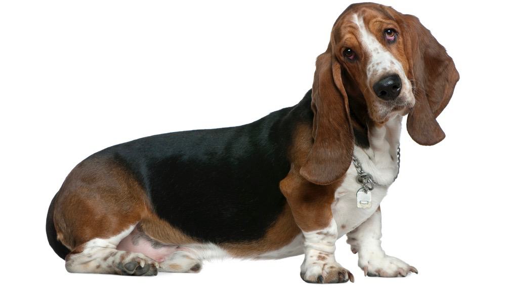 Basset Hound Height