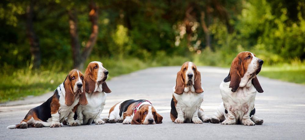 basset-hound-weight-chart-size-growth-chart