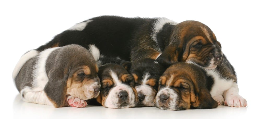 Basset Hound Puppy Weight Chart