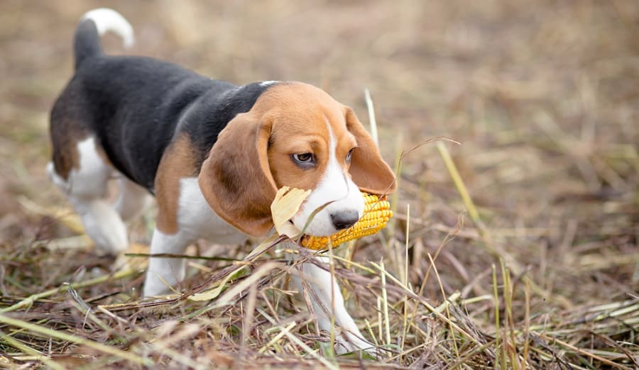 Beagle Puppy Calorie Requirement