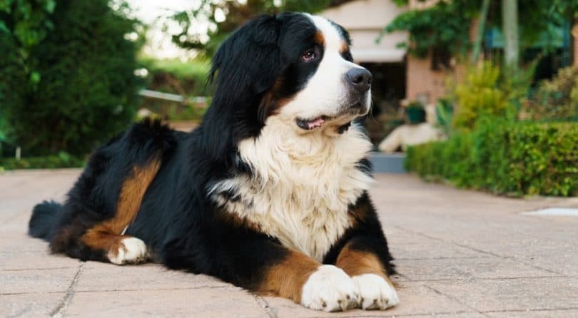 Bernese Mountain Dog Growth Chart | Weight & Size Chart