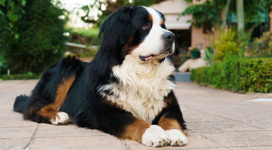 Bernese Mountain Dog Weight