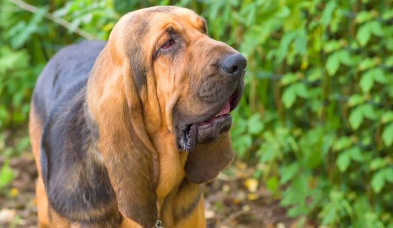 Bloodhound Weight Chart | Size & Growth Chart