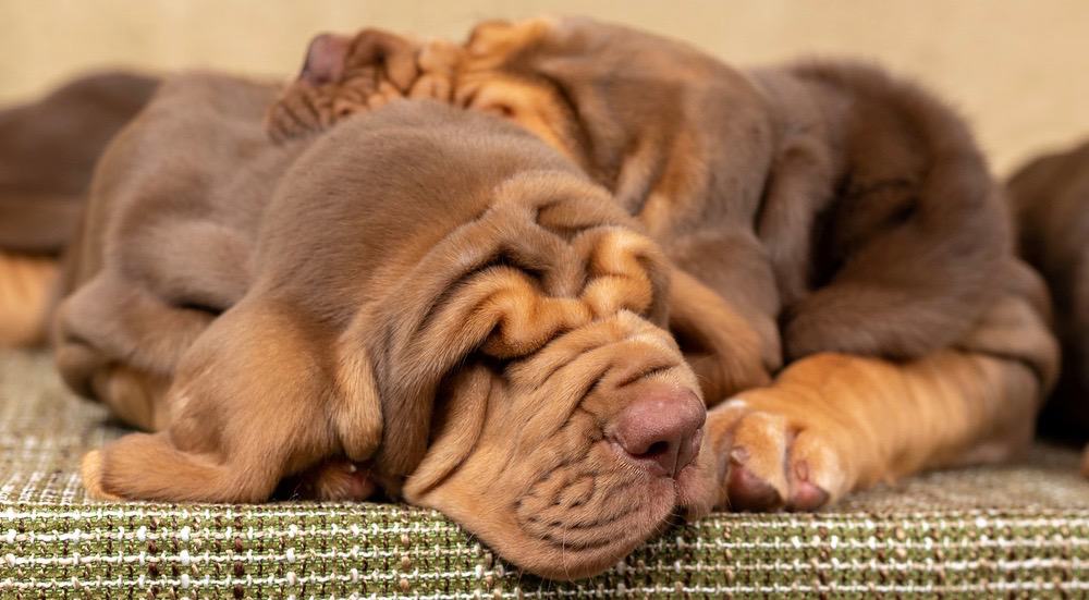 Bloodhound Fully Grown