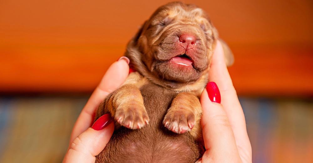 Bloodhound Newborn