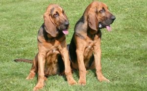 Bloodhound Weight Chart | Size & Growth Chart