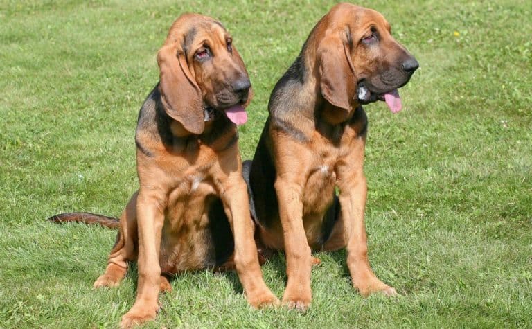 bloodhound-weight-chart-size-growth-chart