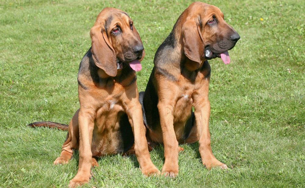 at what age is a bloodhound full grown