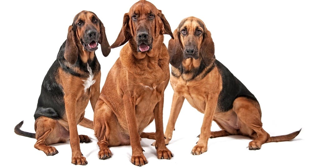 Bloodhound Puppy Weight Chart