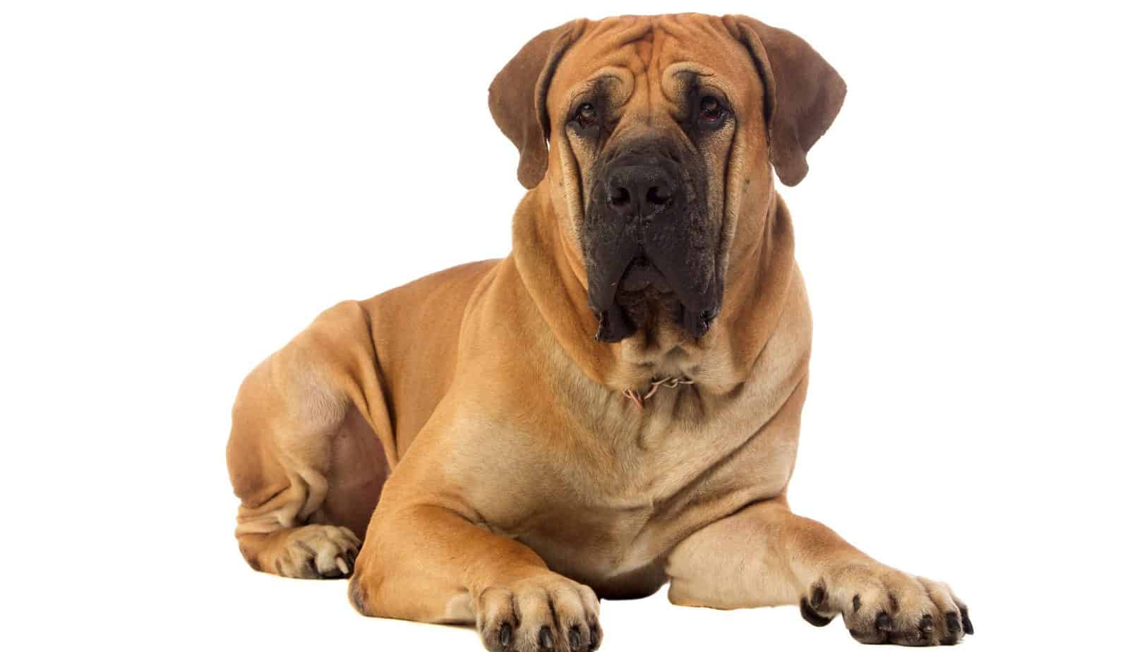 how long does it take for a boerboel to be fully grown