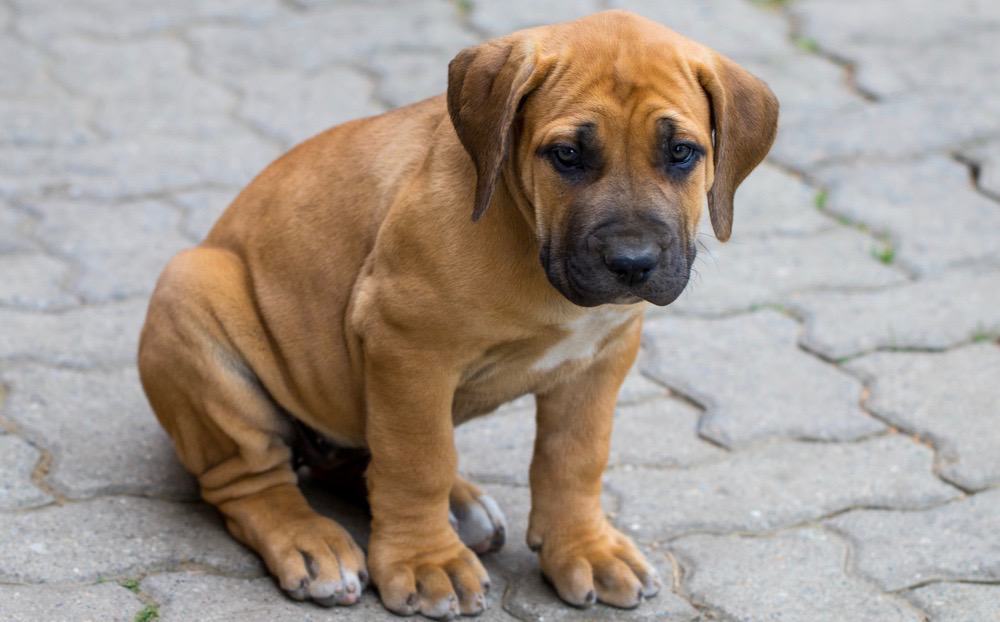 at what age is a boerboel full grown