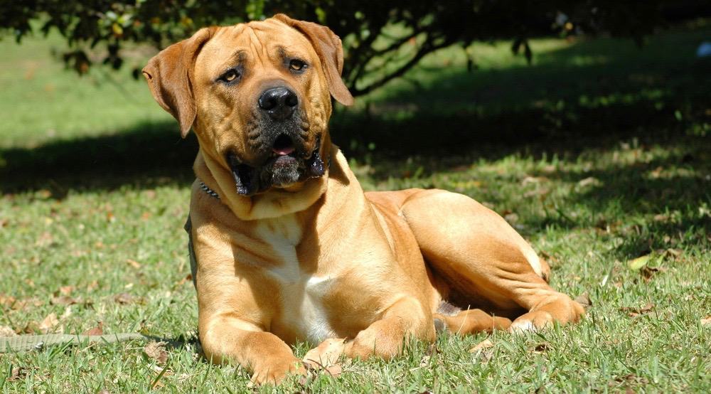 at what age is a boerboel full grown