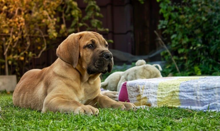 Boerboel Weight Chart – Size & Growth Chart