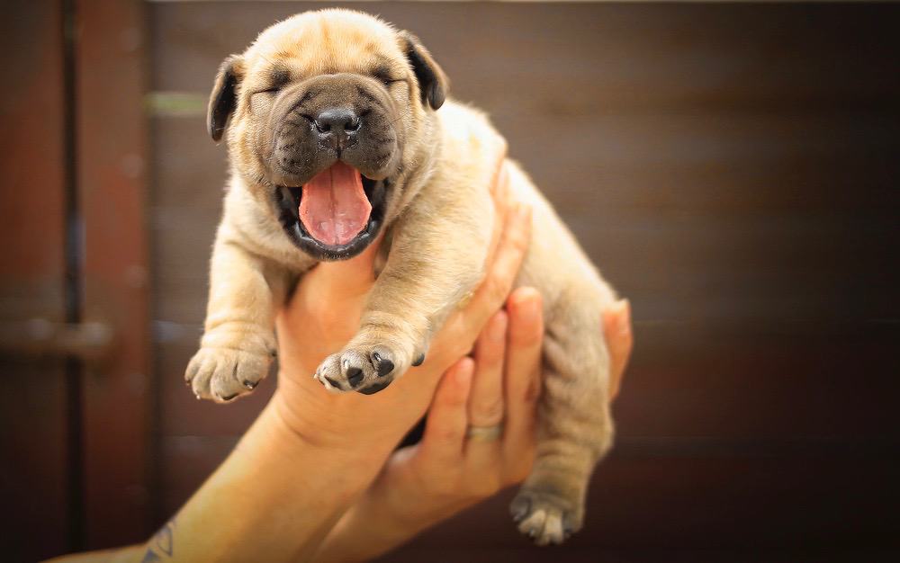 Boerboel Puppy Weight Chart