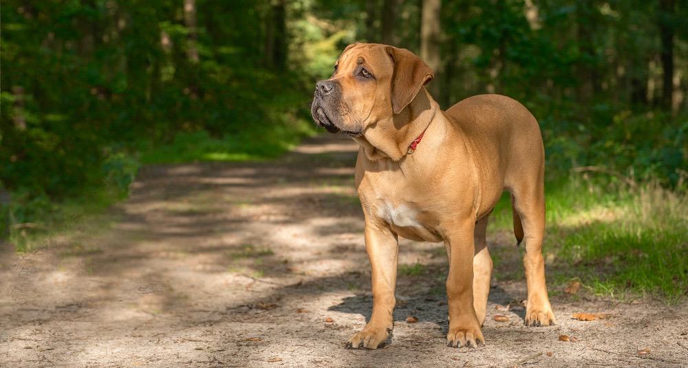 Boerboel Weight Chart