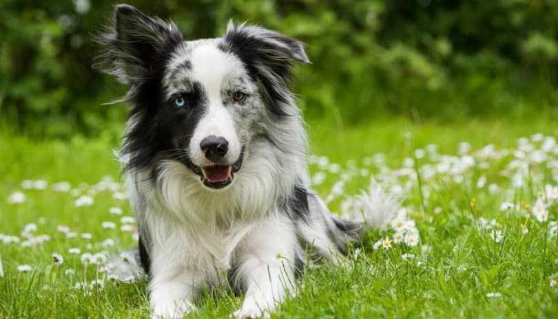 how much does it cost to get a border collie groomed