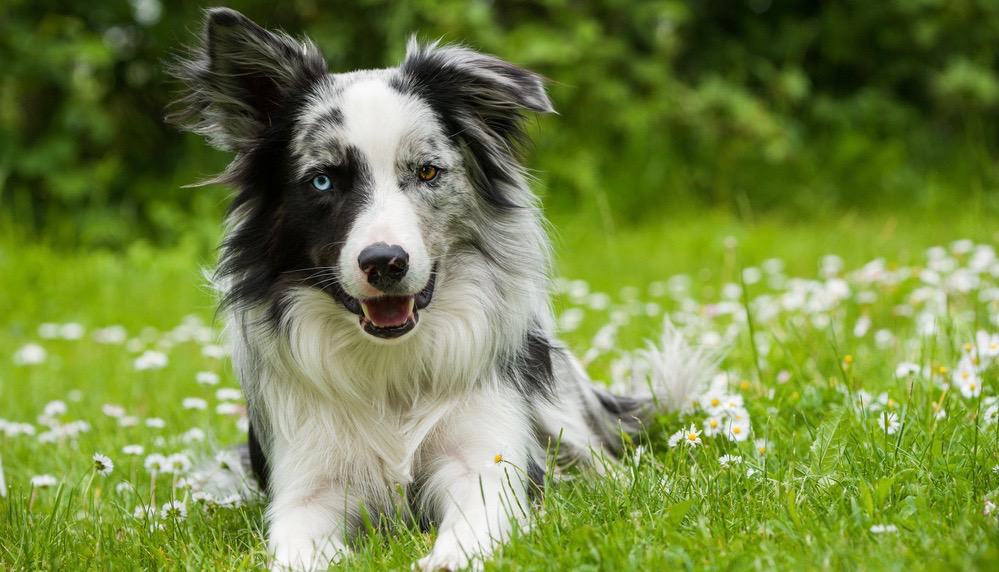 How Much Does A Border Collie Cost 