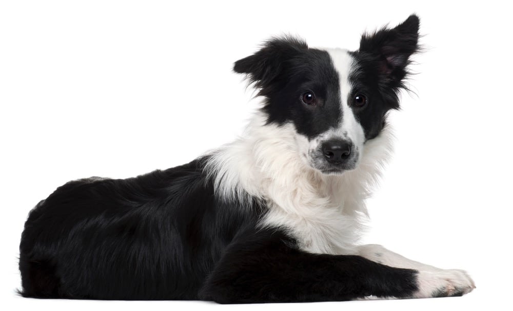 Border Collie Price