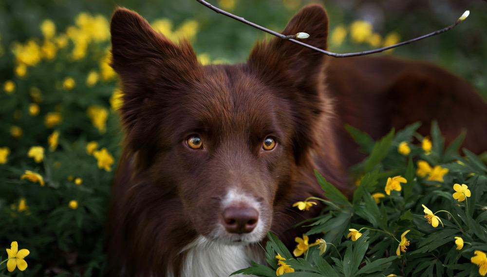 Border Collie Expenses