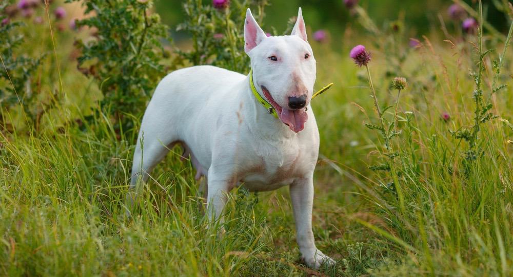 bull terrier 4 months old weight