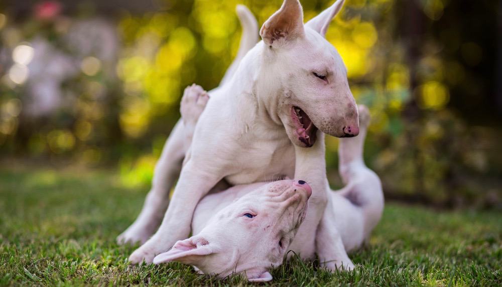 Bull Terrier Development