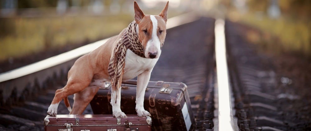 Bull Terrier Growth