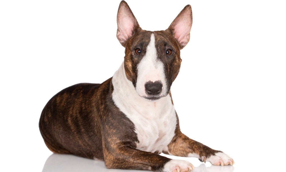 at what age should i tape my bull terriers ears