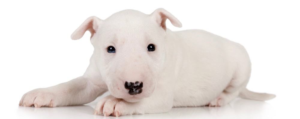 Bull Terrier Puppy Weight Chart