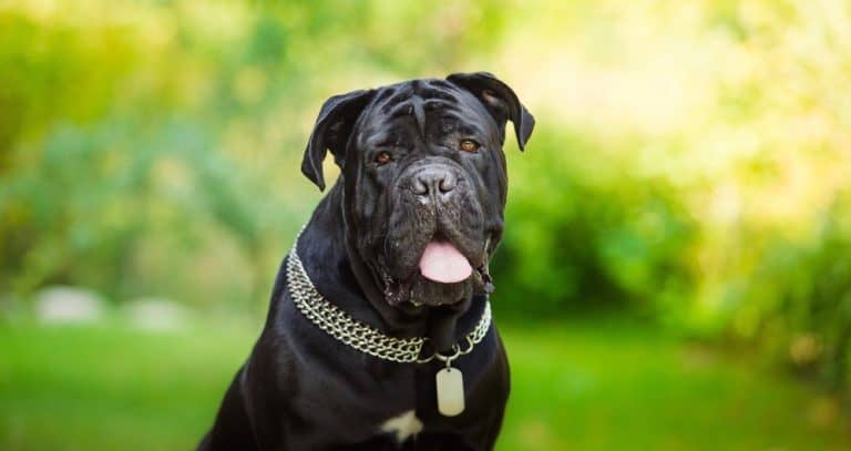 How Much Does A Cane Corso Cost – Cane Corso Price