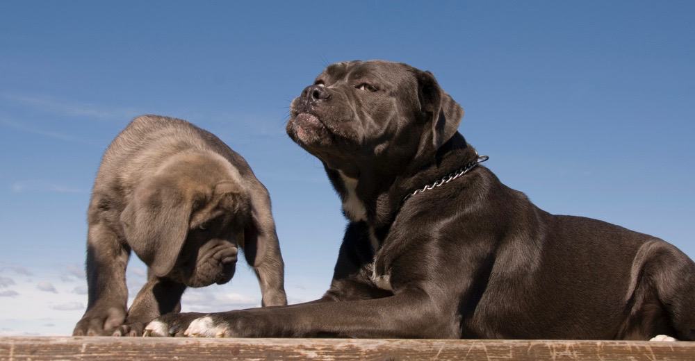 Cane Corso Life Cost