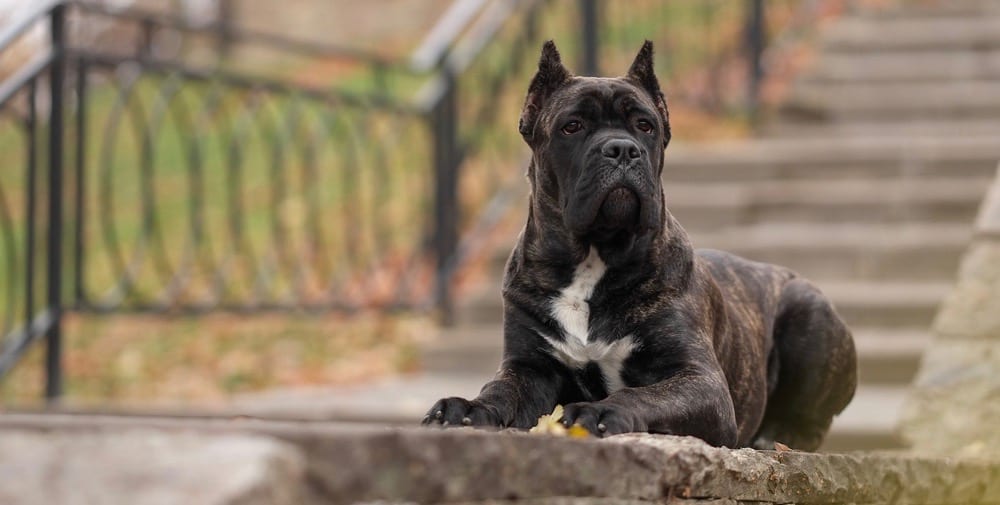 Cane Corso Price