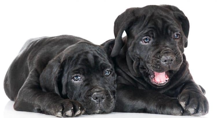 Cane Corso Price How Much Does A Cane Corso Cost