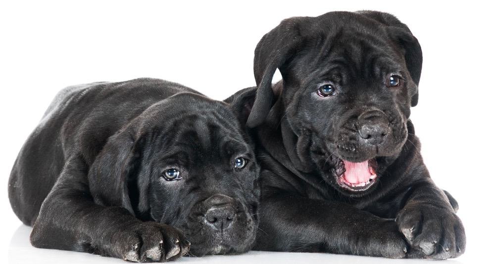 what is the cost of a cane corso puppy