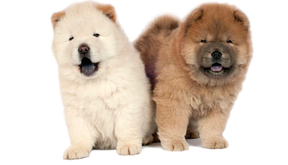 Chow Chow Growth