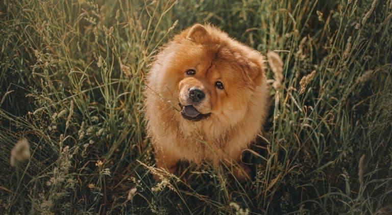 Chow Chow Weight Chart – Size & Growth Chart