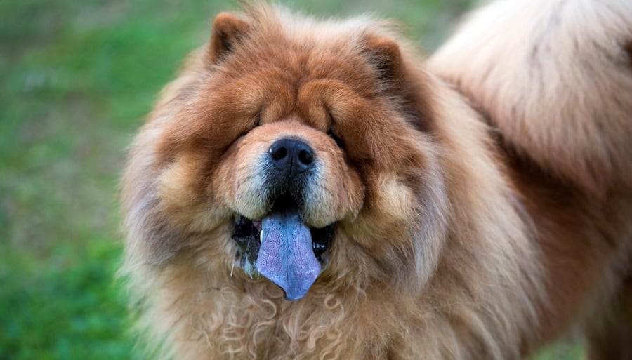 what does it mean if a dog has a purple tongue