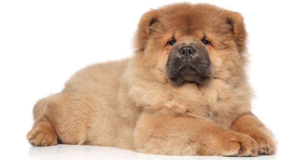 does the chow chow grow big