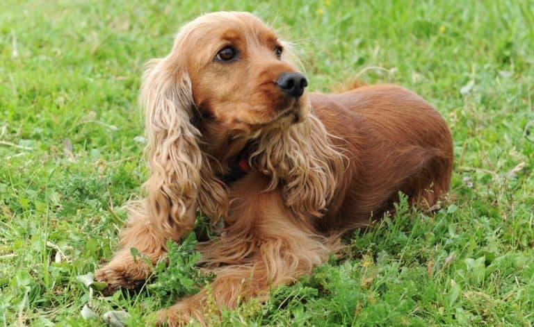 How Much Does A Cocker Spaniel Cost – Cocker Spaniel Price