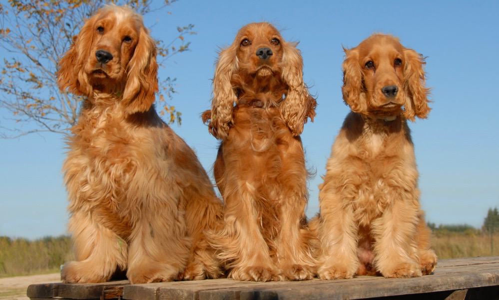 Cocker Spaniel Grooming Price