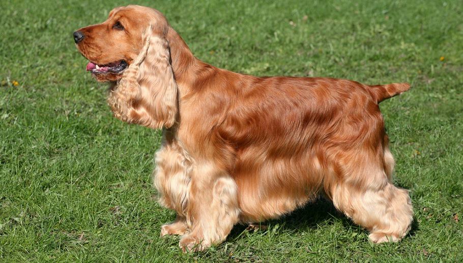 Cocker Spaniel Growth Chart Cocker Spaniel Weight Size