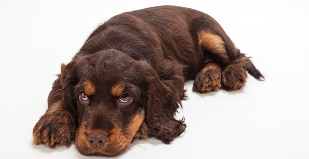 Cocker Spaniel Puppy Cost 